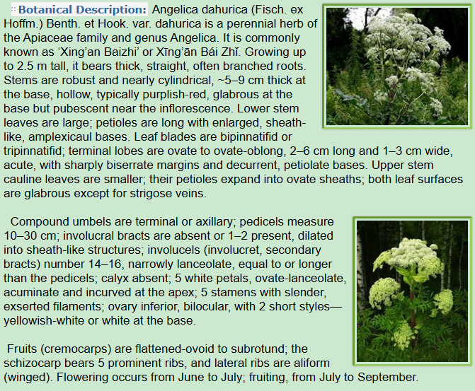 Botanical Description of Angelica dahurica Fisch. ex Hoffm. Benth. et Hook. var. dahurica.