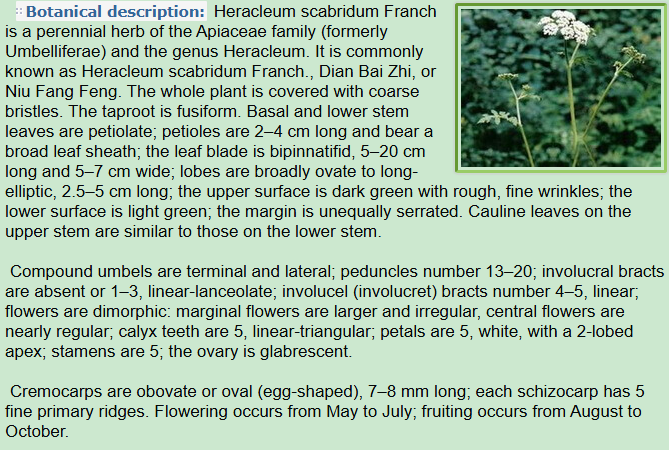 Botanical Description of Heracleum scabridum Franch.