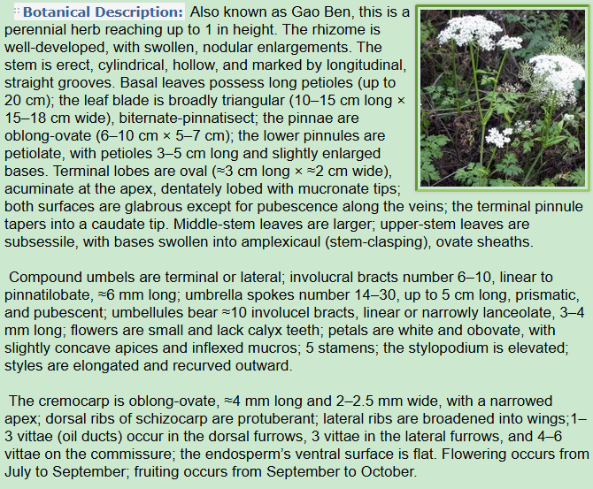 Botanical Description of Ligusticum sinense Oliv