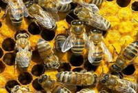 many worker bees of Apis cerana Fabr are crawling on hives.