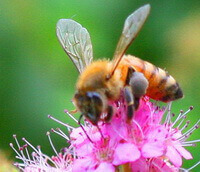 a honey bee of Apis mellifera L is collecting pollen on some pink flowers.