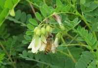 flowering plant of Astragalus membranaceus Fisch.Bge.var. mongholicus Bge.Hsiao. with white pendulous flowers and green leaves,and a honey bee