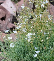 flowering plants of Codonopsis canescens Nannf. with small white flowers and green leaves grow in mountain