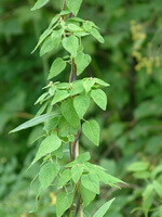 plant of Codonopsis pilosula with many green leaves grows straightly in a field