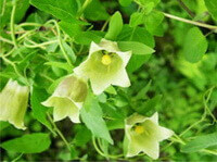 flowering plant of Codonopsis pilosula Frach.Nannf.Var.modesta Nannf.L.T.Shen. with several pendulous yellow flowers grow in field