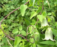 plants of Codonopsis pilosula Franch.Nannf with several pendulous flowers grow in field