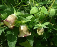flowering plant of Codonopsis subglobosa W. W. Smith. with several pendulous flowers and green buds