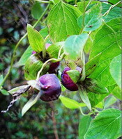 flowering plant of Codonopsis tangshen Oliv. with two red purple flowers grow in field