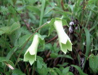 flowering plant of Codonopsis tubulosa Kom. with two pendulous flowers grow in field