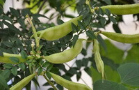 plants of Dolichos lablab L with green pods and leaves