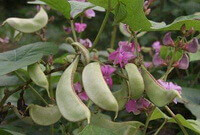 plants of Dolichos lablab L with green pods and pink flowers grow in field