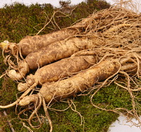 several fresh roots of Panax ginseng C.A.Mey.Fresh Garden Ginseng with fibrous roots