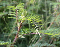growing plant brownish red twigs and green leaves of Hedysarum polybotrys Hand.-Mazz.