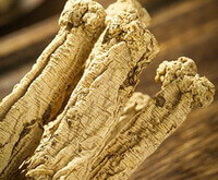 dried khaki roots and root heads of Codonopsis pilosula grow in wild field