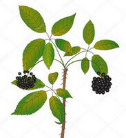 a colorful drawing of Acanthopanax senticosus Rupr.Maxim.Harms.,stem and green leaves,with black purple fruit berry spikes