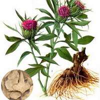 en farverig tegning af Atractylodes macrocephala Koidz., plantedele inklusive rhizom og rod, stilk og grønne blade og lilla blomster