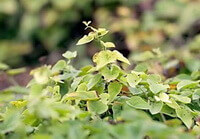 a plant of Dioscorea polystachya grows in sunny field