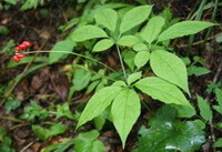 fruiting plant of Panax ginseng C. A. Mey with green leaves and red berries grow in woods