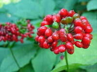 red fruit spikes of Panax ginseng C.A.Mey.Garden Ginseng and green leaves