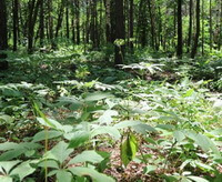 shrubs of Panax ginseng C.A.Mey.Transplant Wild Ginseng grow in woods