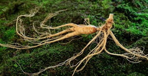 fresh whole root of Panax ginseng C.A.Mey.Transplant Wild Ginseng