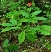 a flowering plant of Panax ginseng C.A.Mey.,a plant of Wild Mountain Ginseng with red fruit spikes grow in woods