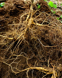roots and fiber roots of Panax ginseng C.A.Mey.Wild Mountain Ginseng in soil