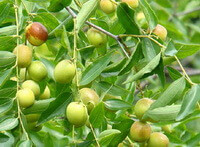 a fruiting tree of Ziziphus jujuba var.inermis Bunge Rehder with many unmature greenish fruits hanging on branches,and green leaves