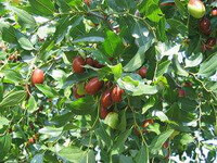 fruiting branches of Ziziphus jujuba Mill.var.inermis Bunge Rehd. with many reddish fruits and green leaves grow in sunny field