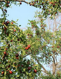 a big fruiting tree of Ziziphus jujuba Mill.var.inermis Bunge Rehd. with many reddish fruits and green leaves grow in garden