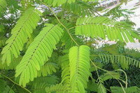 growing plants of Acacia catechu Willd with green leaves grow in field