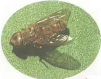 an insect of Atylotus bivittateinus Takahasi.