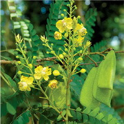 piante da fiore di Caesalpinia sappan L.with fiori gialli