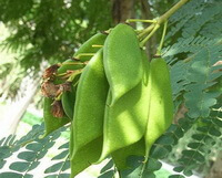 baccelli verdi di Caesalpinia sappan L.