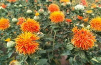 piante fiorite di Carthamus tinctorius L. con fiori di colore arancione crescono nei campi