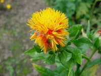pianta da fiore di Carthamus tinctorius L. con fiore giallo oro cresce su un ramo