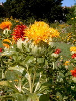 piante di Carthamus tinctorius L. con fiori gialli o rossi crescono in campo