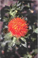 una pianta di Carthamus tinctorius L. con fiore di colore arancione che cresce nei campi