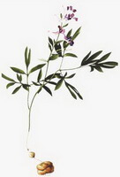 a colorful drawing of Corydalis yanhusuo W. T. Wang.,whole plant with rhizome,leaves and pink flowers