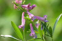 flowering plant of Corydalis yanhusuo W. T. Wang. with pink flower spikes