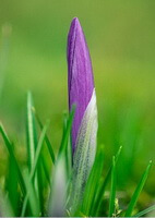 en plante af Crocus sativus L. med en lilla blomsterknop og grønne blade vokser på en græsmark