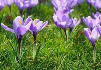 blomstrende planter af Crocus sativus L. med lilla blomster vokser på en solrig græsmark