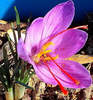 en stor blomst af Crocus sativus L. med tre rødlige støvfang