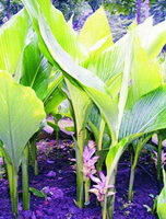 flowering plants of Curcuma chuanyujin C.K.Hsieh et H.Zhang. with small pink flowers grow in a field