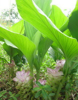 several flowering plant of Curcuma chuanyujin C.K.Hsieh et H.Zhang. with pink flowers grow in a field