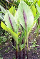 shrubs of Curcuma phaeocaulis Val. with green leaves grow in a field