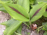 shrubs of Curcuma phaeocaulis Val grow in an arid field