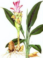 a colorful drawing of Curcuma wenyujin Y. H. Chen et C. Ling.,rhizome,flower,green leaves