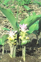 a plant of Curcuma wenyujin Y. H. Chen et C. Ling. with two pink flowers flowering in a field