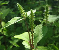 growing plants of Cyathula officinalis Kuan. with green leaves and spikes grow in a cluster